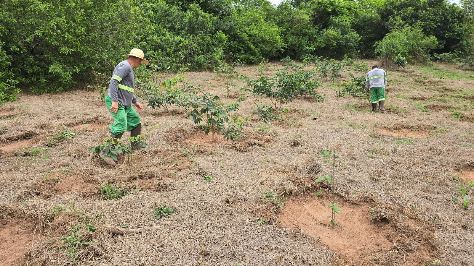 Área em processo de reflorestamento com mudas plantadas
